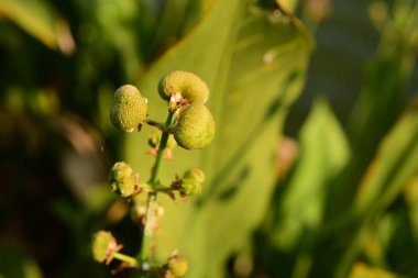 Parlak güneş ışığında yemyeşil bir kök