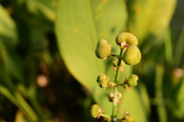 Parlak güneş ışığında yemyeşil bir kök