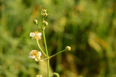 Parlak güneş ışığında çiçekli yemyeşil bir kök.