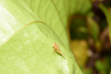 Parlak güneş ışığında yemyeşil bir yaprak üzerinde böcek