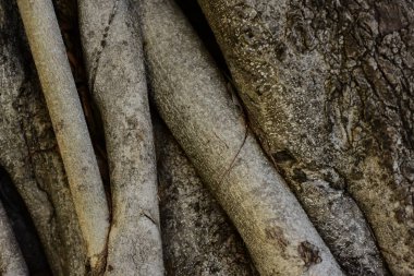 ağaç kabuğu yüzeyi, soyut arkaplan