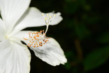 Çiçekli beyaz tropikal çiçek, yakın çekim