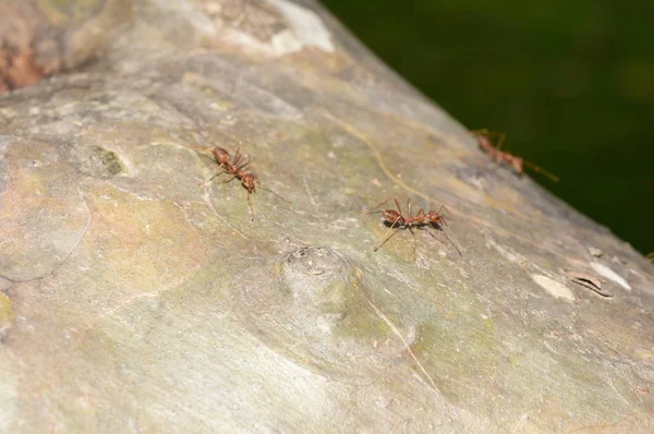 Nahaufnahme Vieler Ameisen Auf Baum — Stockfoto