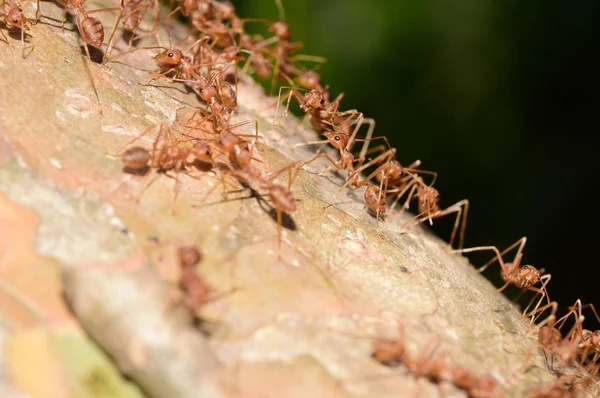 Close Shot Many Ants Tree — Stok Foto