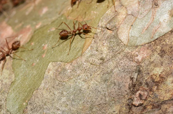 Close Shot Many Ants Tree — Stock Photo, Image