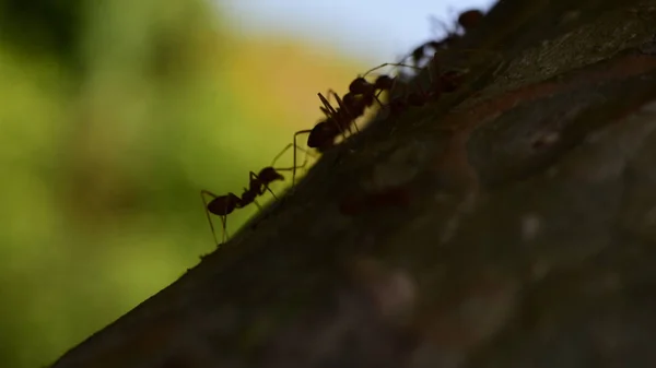 Nahaufnahme Vieler Ameisen Auf Baum — Stockfoto
