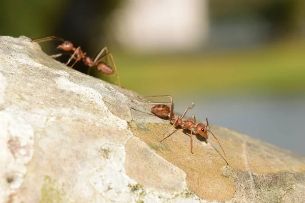 Plan Rapproché Petites Fourmis Sur Arbre — Photo