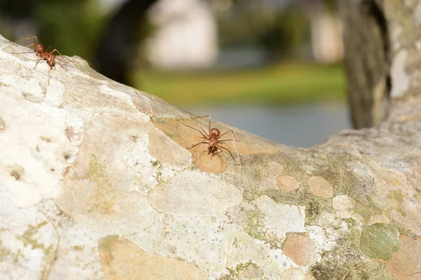 Zblízka Záběr Malých Mravenců Stromě — Stock fotografie