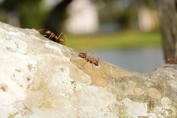 Close Shot Small Ants Tree — Stock Photo, Image
