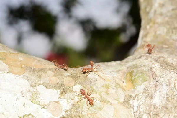 Ağaçtaki Küçük Karıncaları Yakın Çekim — Stok fotoğraf