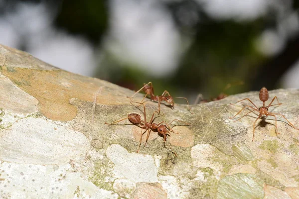 Close Shot Small Ants Tree — Stock Photo, Image