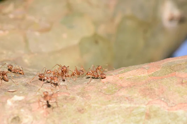 Κοντινό Πλάνο Μικρών Μυρμηγκιών Στο Δέντρο — Φωτογραφία Αρχείου