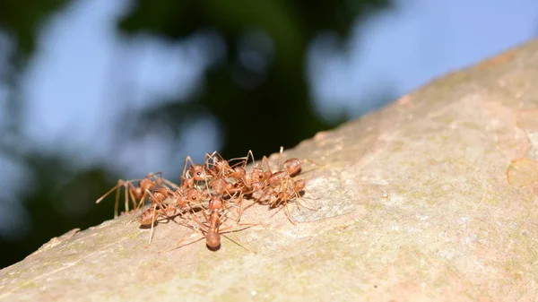 Close Tiro Pequenas Formigas Árvore — Fotografia de Stock