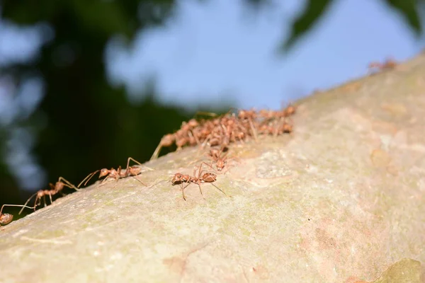 Nahaufnahme Vieler Ameisen Auf Baum — Stockfoto