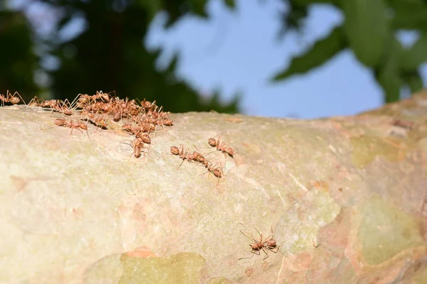 Nahaufnahme Vieler Ameisen Auf Baum — Stockfoto