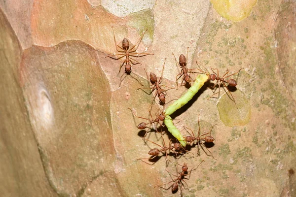 Nahaufnahme Vieler Ameisen Auf Baum — Stockfoto