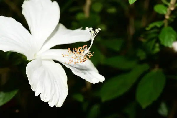 Blooming White Tropical Flower Close Shot — Stock Photo, Image