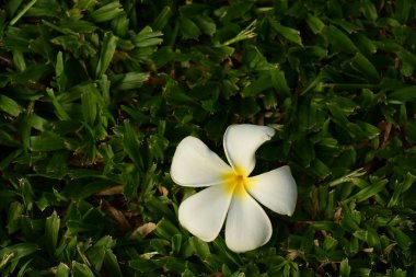 Beyaz tropikal çiçekler çalılıklarda çiçek açıyor