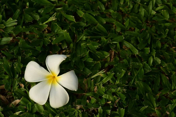 ブッシュに白い熱帯の花を咲かせ — ストック写真