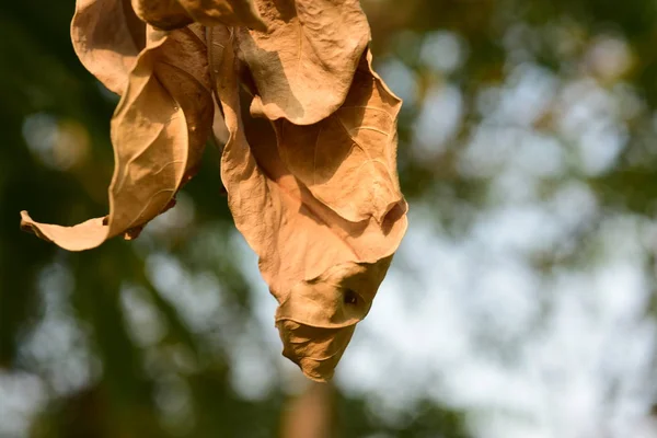 Close Dry Leaves Blurred Background — ストック写真