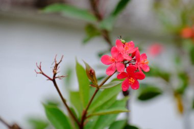 pembe çiçek açan çiçekler atış kapatmak