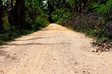 Toprak patika, yemyeşil çalılar gün ışığında