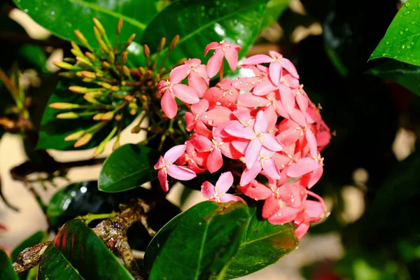 色とりどりの花や自然の中の緑の葉 自然の中の色とりどりの花 フォーマル ガーデンのガーデン開花の花 — ストック写真