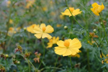 Güzel bahçe evin etrafında. Güzel bahçe ağaçlar, çiçekler ve süslemeleri ile dekore edilmiş.