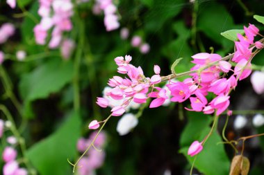 yemyeşil çalılıklarda açan pembe çiçekler
