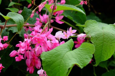 yemyeşil çalılıklarda açan pembe çiçekler