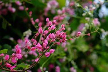 yemyeşil çalılıklarda açan pembe çiçekler