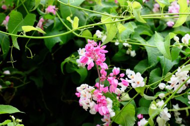 yemyeşil çalılıklarda açan beyaz ve pembe çiçekler