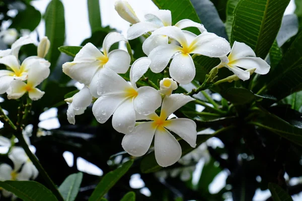 Tropikalne Kwiaty Kwitnące Bujnym Zielonym Krzewie — Zdjęcie stockowe