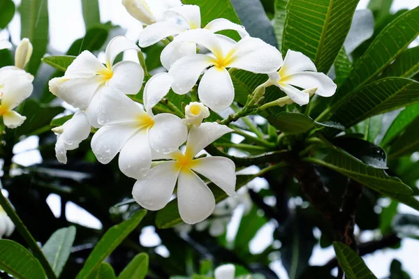 Tropische Blumen Blühen Auf Sattgrünem Strauch — Stockfoto