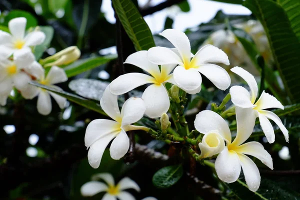 Tropiska Blommor Blommar Frodig Grön Buske — Stockfoto