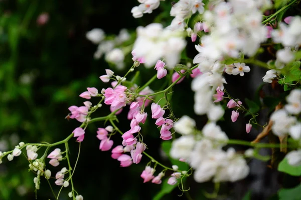 Flores Brancas Rosa Florescendo Arbusto Verde Exuberante — Fotografia de Stock