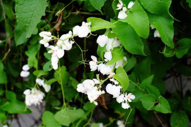 yemyeşil çalılıklarda açan beyaz çiçekler