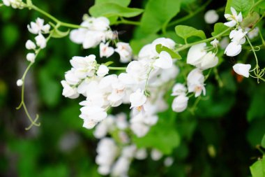 Çiçekler ve yemyeşil ladlarla açan çalılar.