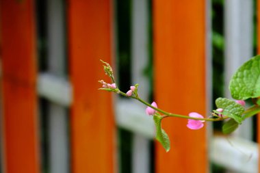 Ağaç dalında çiçekler ve yapraklar