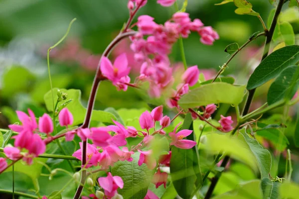 stock image pink blooming flowers on lush green bush