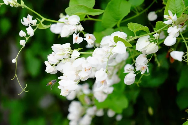 Çiçekler ve yemyeşil ladlarla açan çalılar.