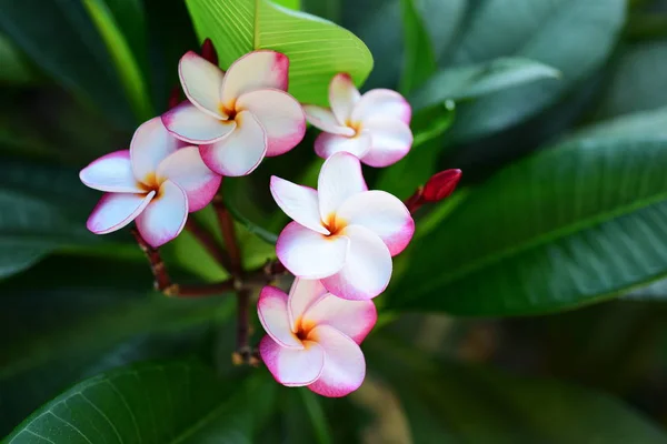 Hermosas Flores Jardín Lado Casahojas Verdes Con Hermosa Luz Del — Foto de Stock