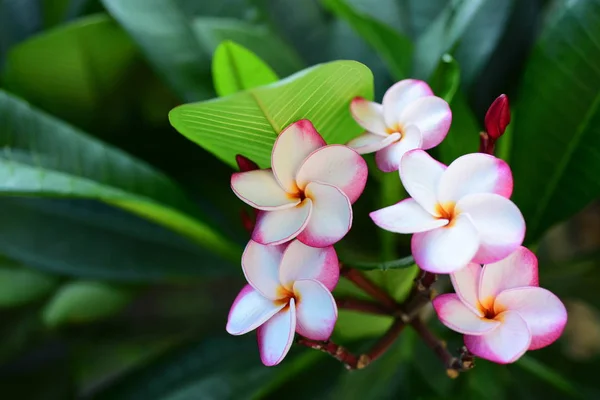 Piękne Kwiaty Ogrodzie Obok Housegreen Liści Pięknym Światła Słonecznego Używane — Zdjęcie stockowe