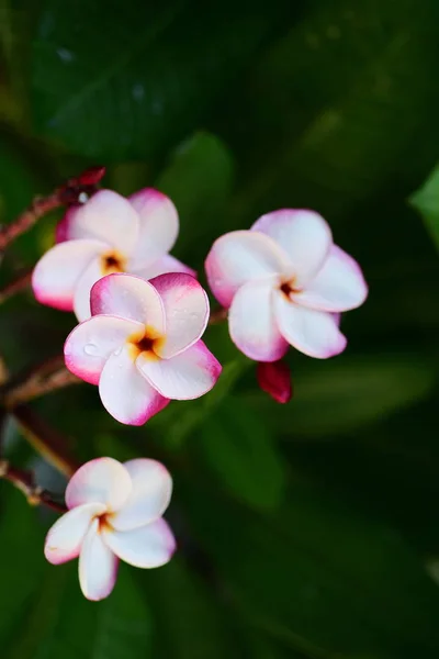 Belles Fleurs Dans Jardin Côté Maisonfeuilles Vertes Avec Une Belle — Photo