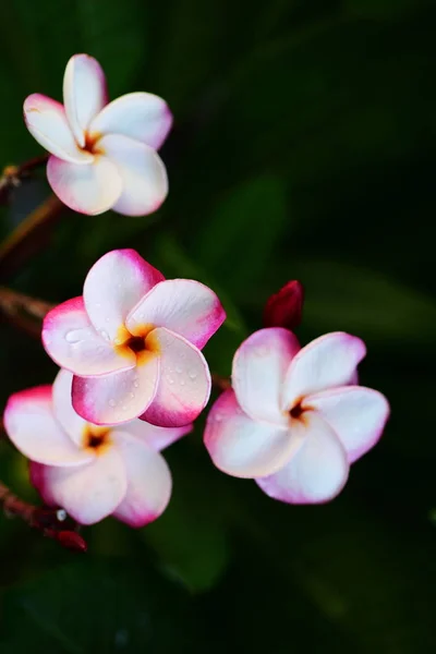 Vackra Blommor Trädgården Bredvid Housegreen Blad Med Vackra Solljus Används — Stockfoto