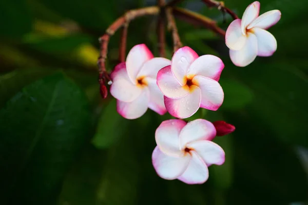 Hermosas Flores Jardín Lado Casahojas Verdes Con Hermosa Luz Del — Foto de Stock