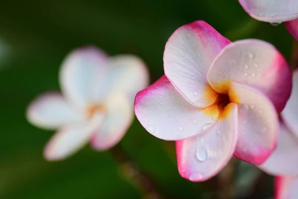 Belles Fleurs Dans Jardin Côté Maisonfeuilles Vertes Avec Une Belle — Photo