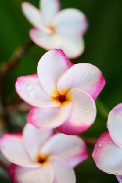 Lindas Flores Jardim Lado Casafolhas Verdes Com Bela Luz Solar — Fotografia de Stock