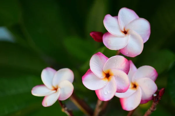 Hermosas Flores Jardín Lado Casahojas Verdes Con Hermosa Luz Del —  Fotos de Stock