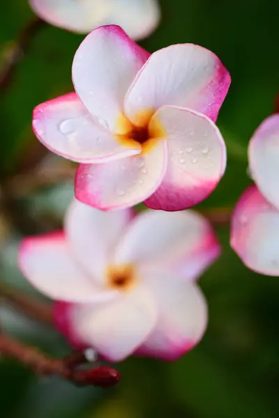 Lindas Flores Jardim Lado Casafolhas Verdes Com Bela Luz Solar — Fotografia de Stock